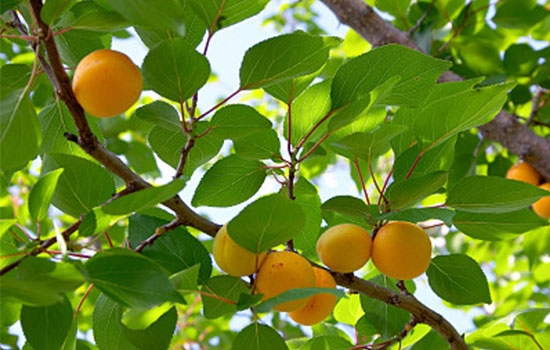 立夏吃個(gè)杏，到老沒(méi)有病