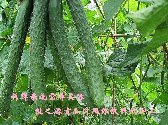 青瓜的六大營養(yǎng)價值，你知道嗎？